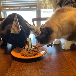 Meet your Posher, Jodi